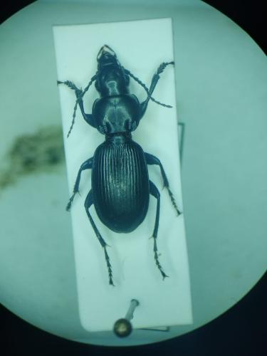 Pterostichus madidus